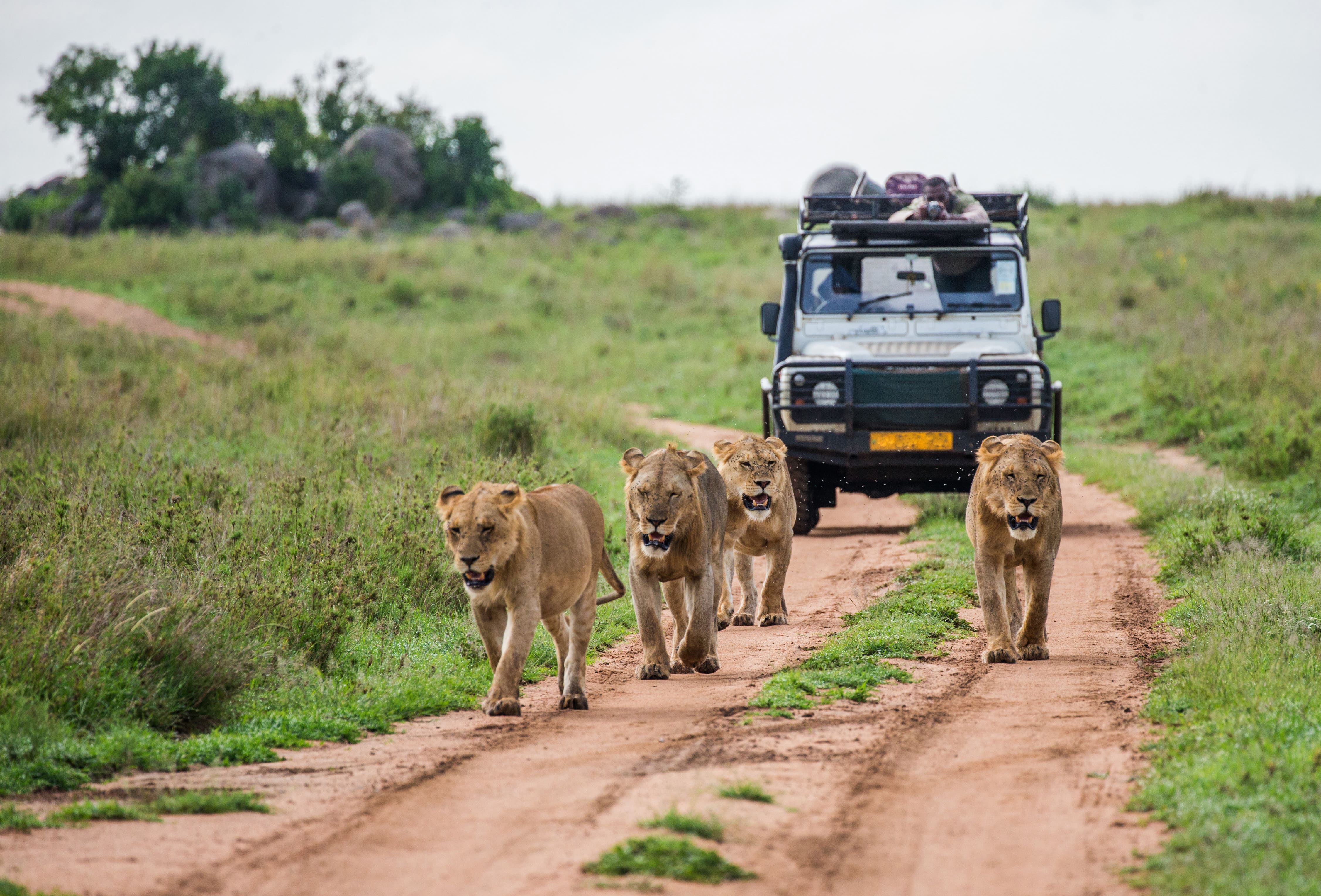 Lioness walking in safari terrain
