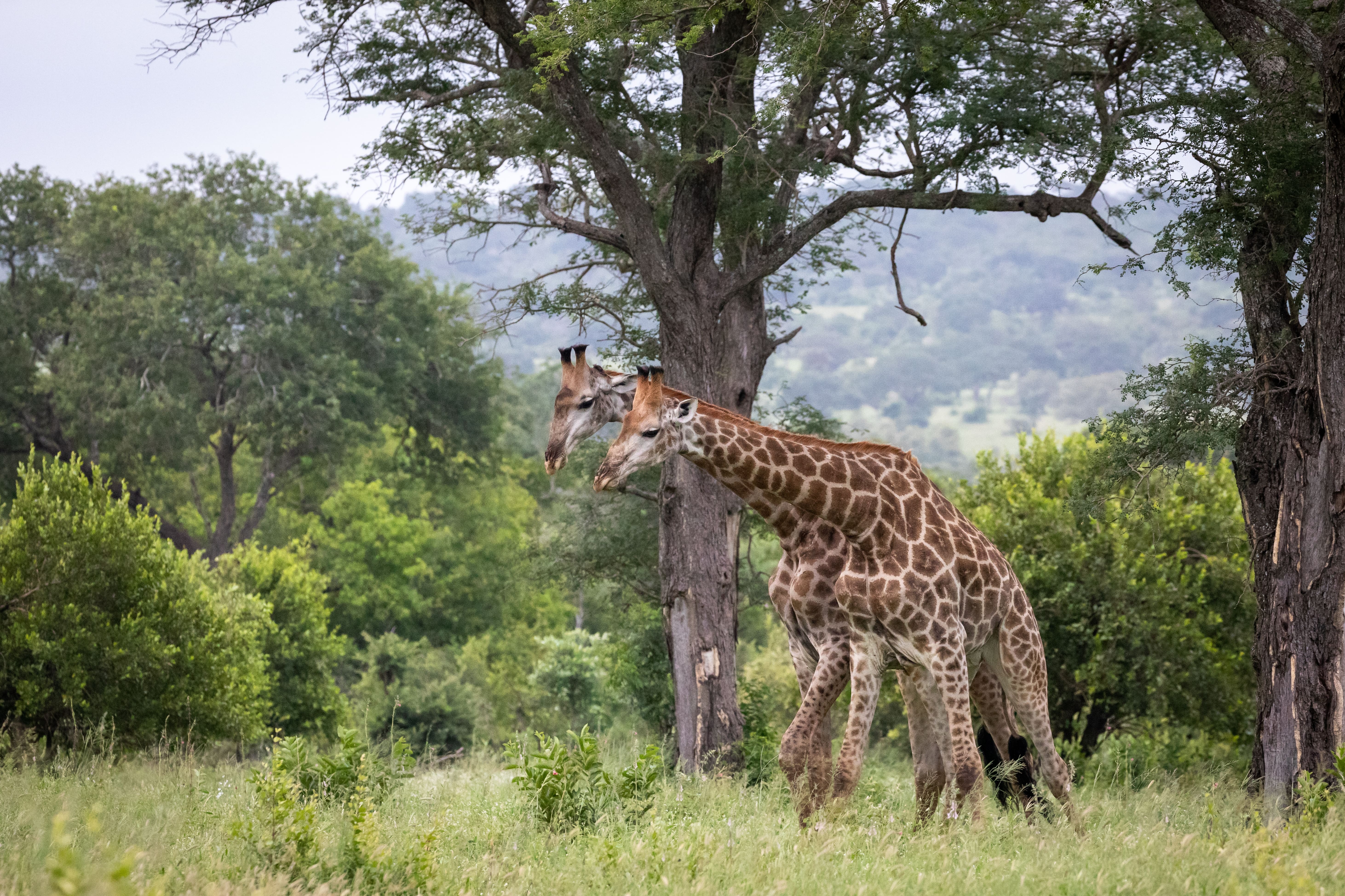 Giraffes in green wilderness